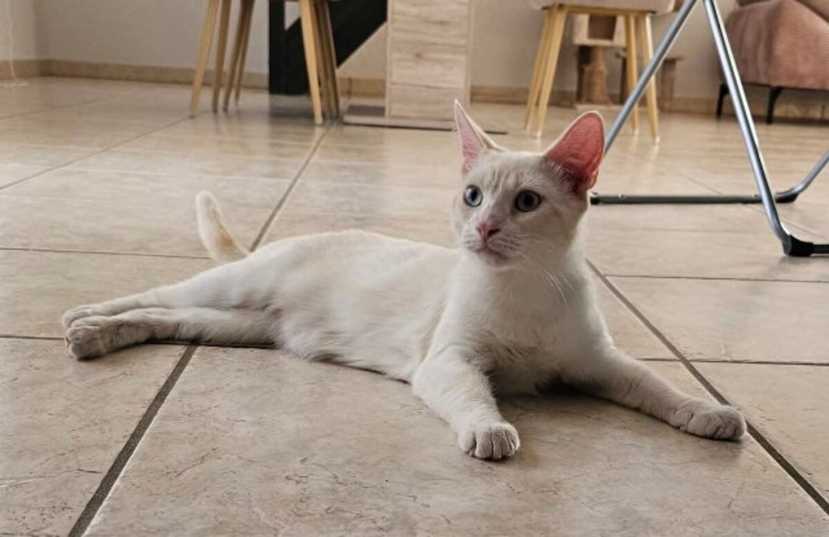 Adoption Caramel