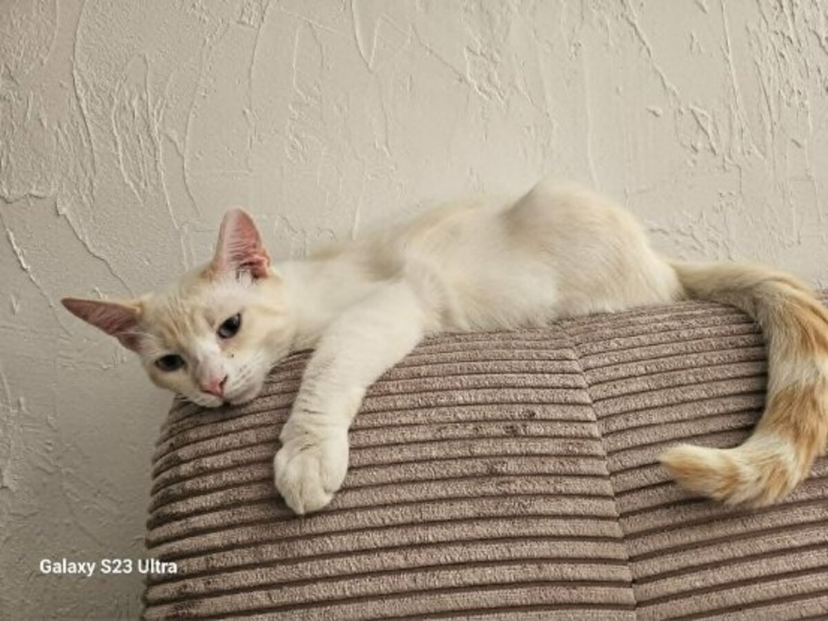 Adoption Caramel