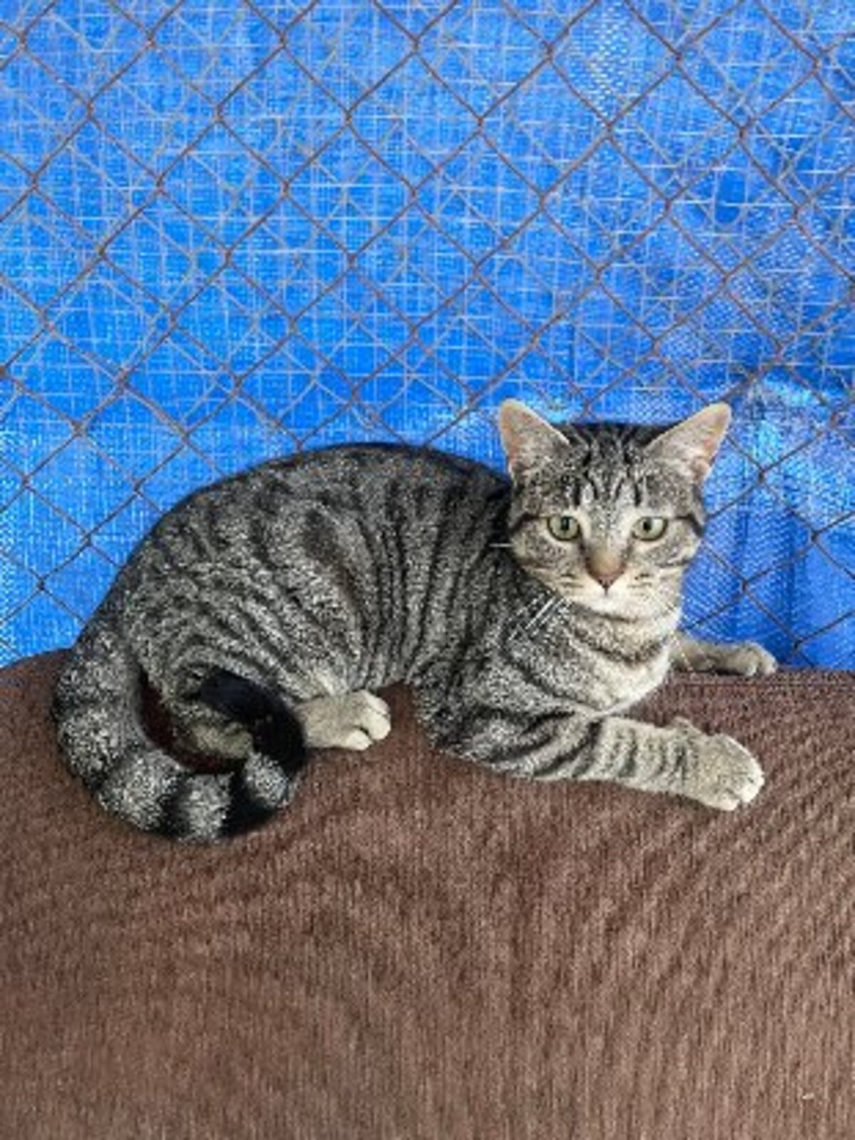 Adoption Caramelo