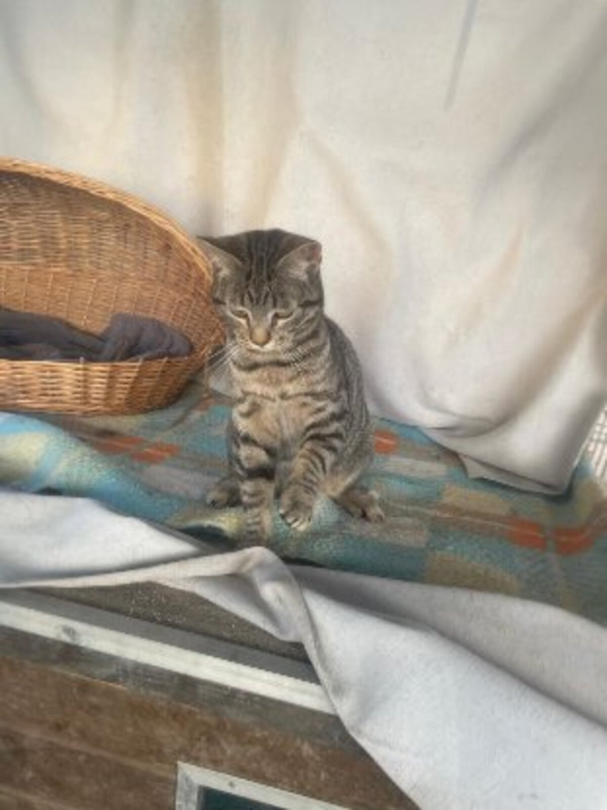 Adoption Caramelo