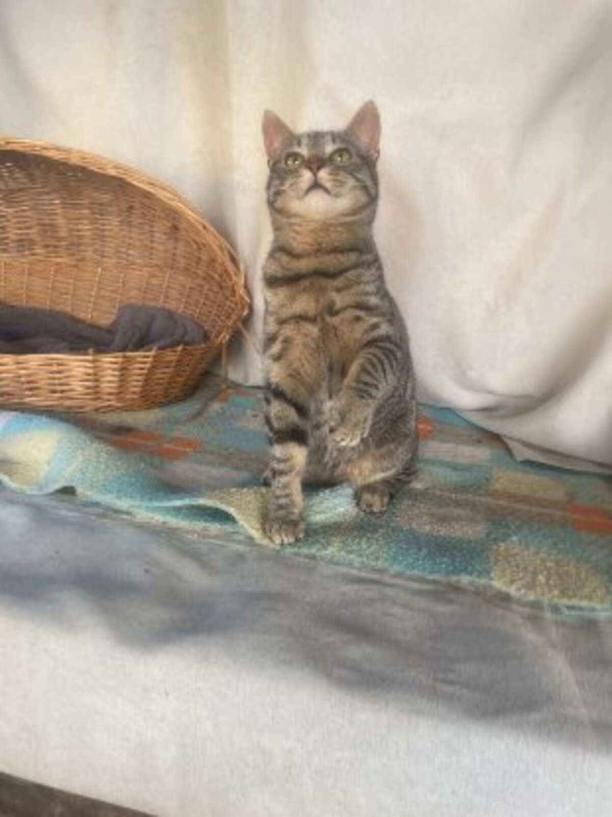 Adoption Caramelo
