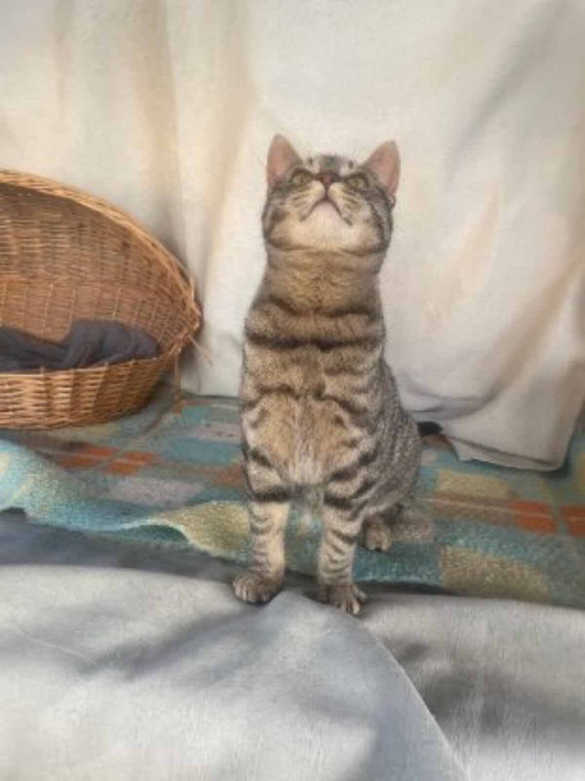 Adoption Caramelo