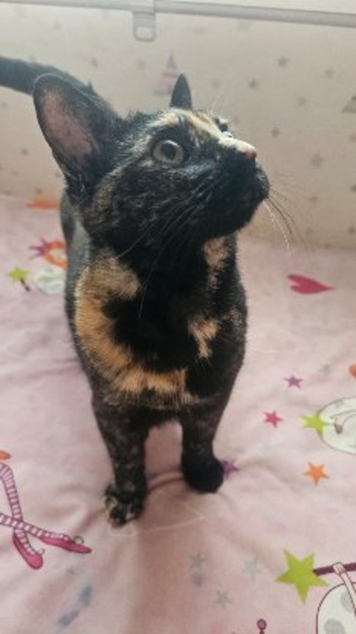 Adoption Cari