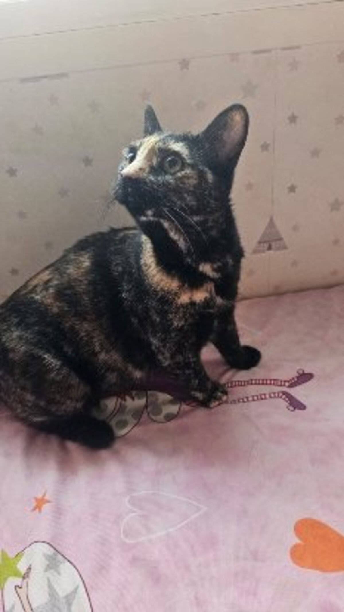 Adoption Cari