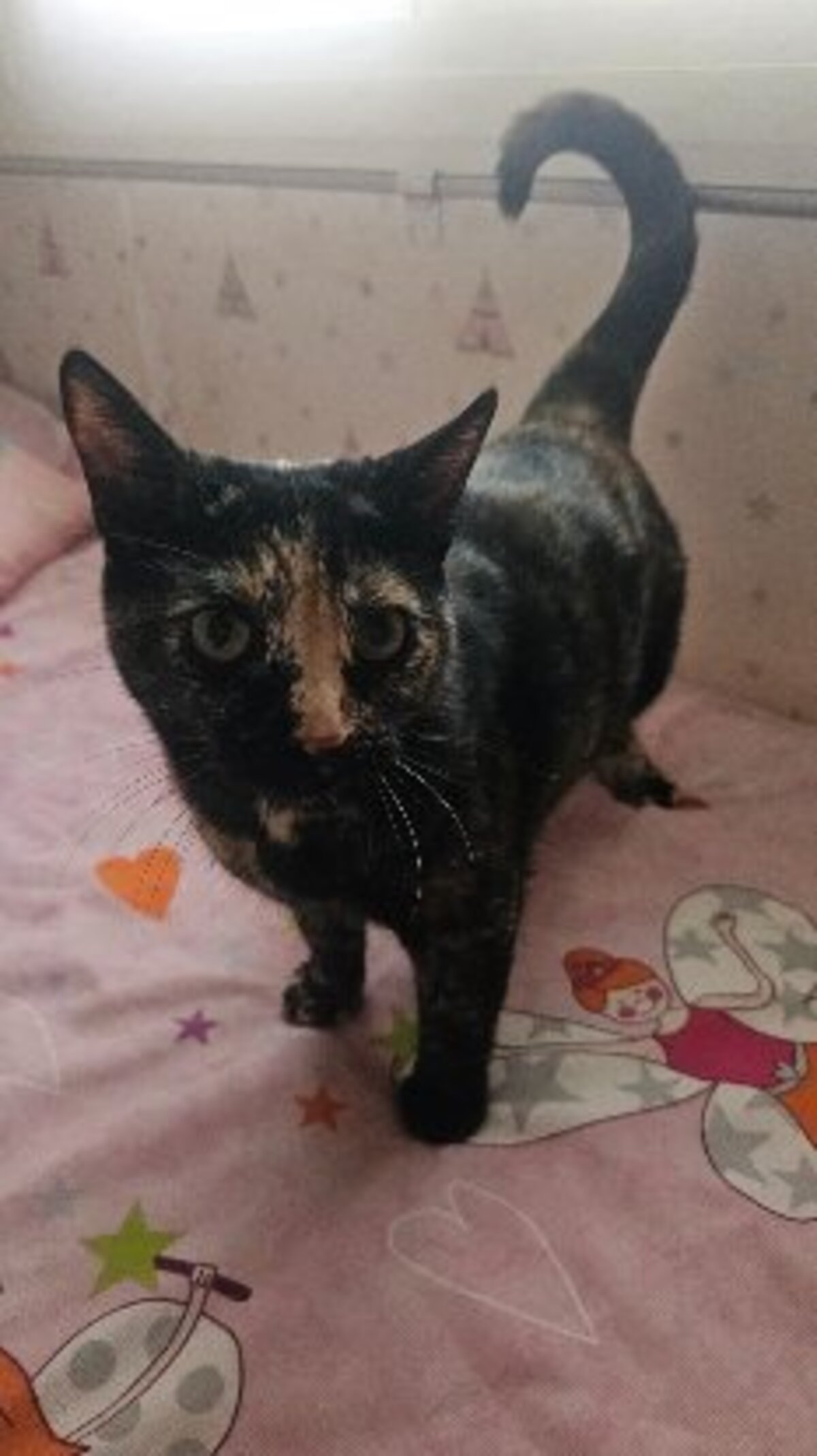 Adoption Cari