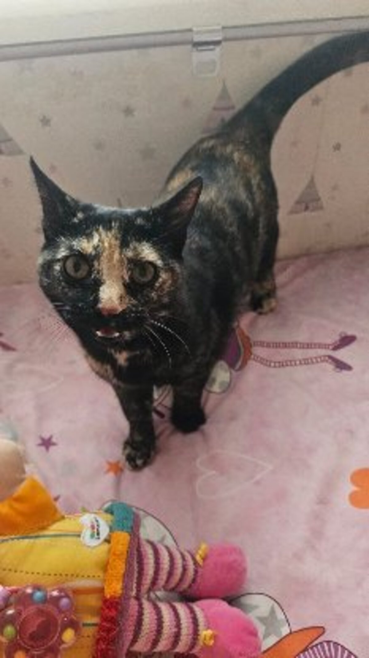 Adoption Cari