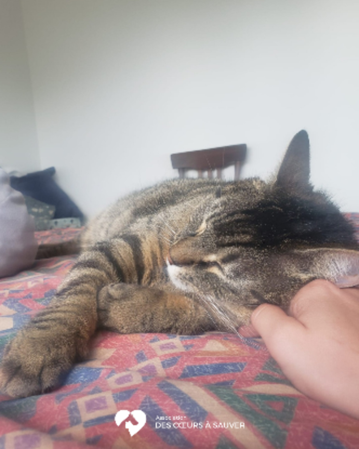 Adoption Carlos