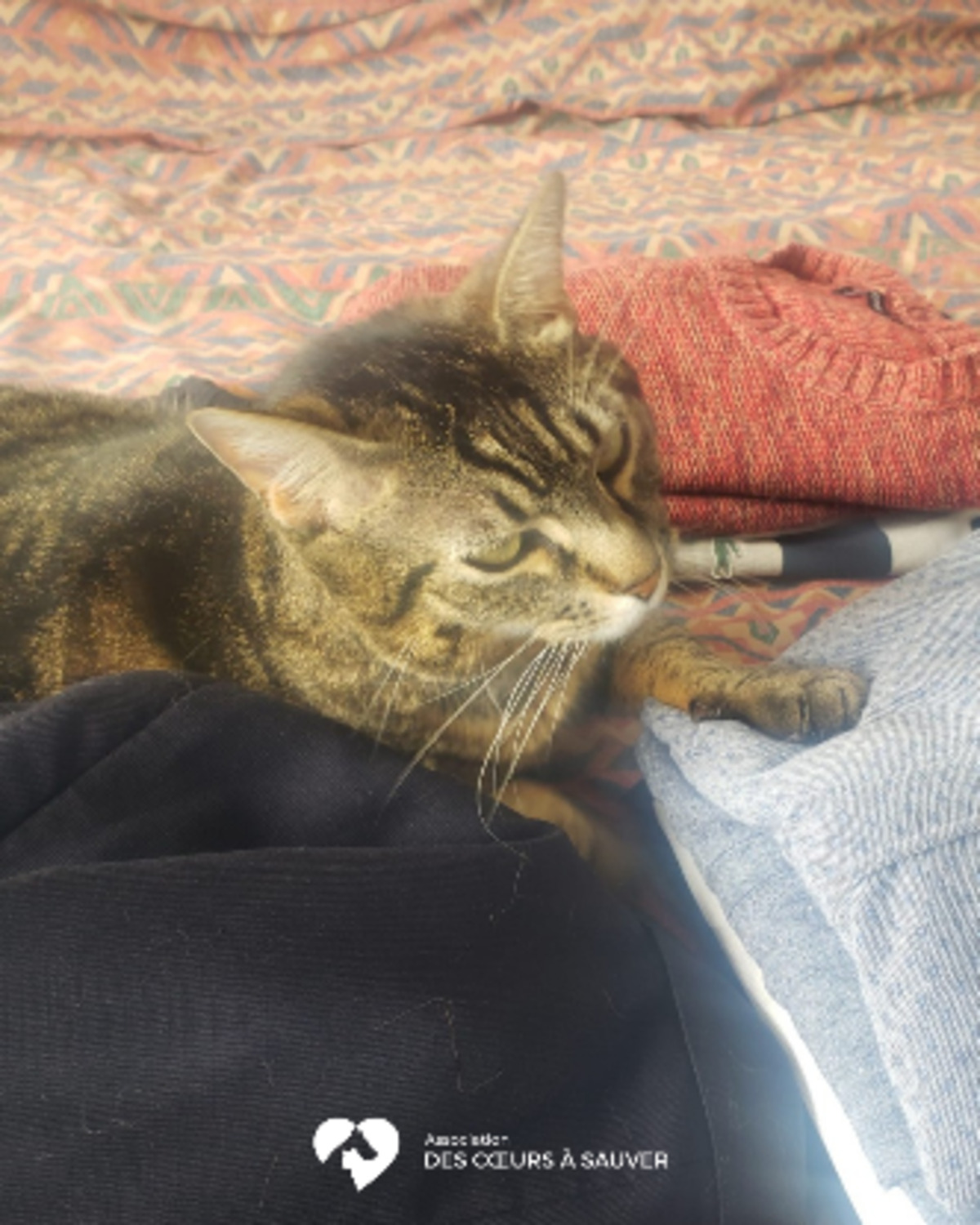 Adoption Carlos