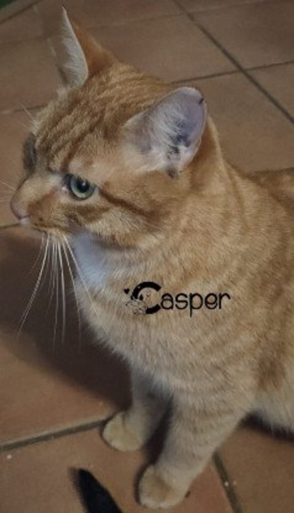 Adoption Casper