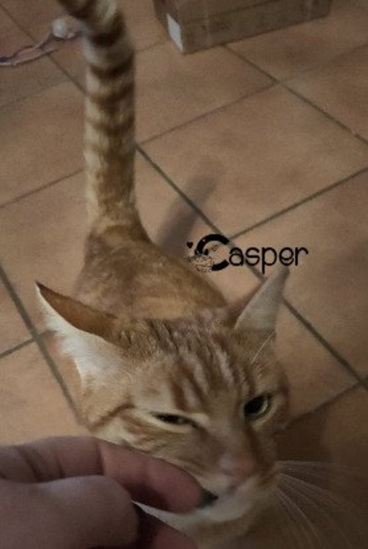 Adoption Casper