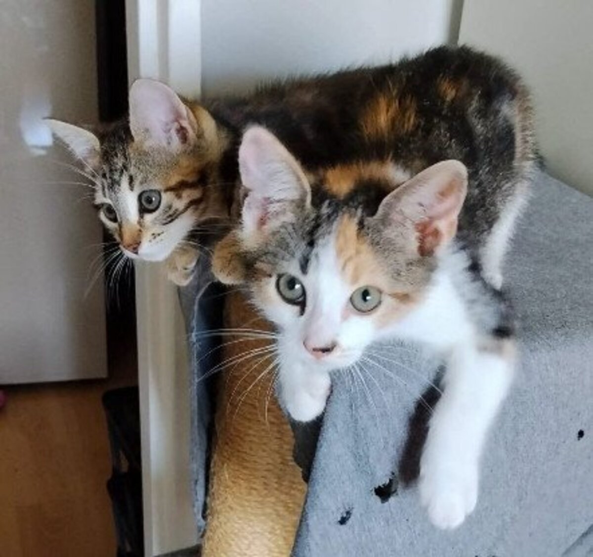 Adoption Ceiko et kae