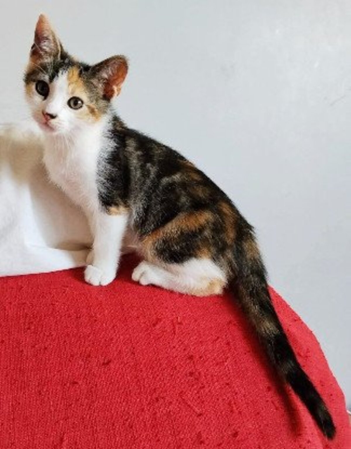 Adoption Ceiko et kae