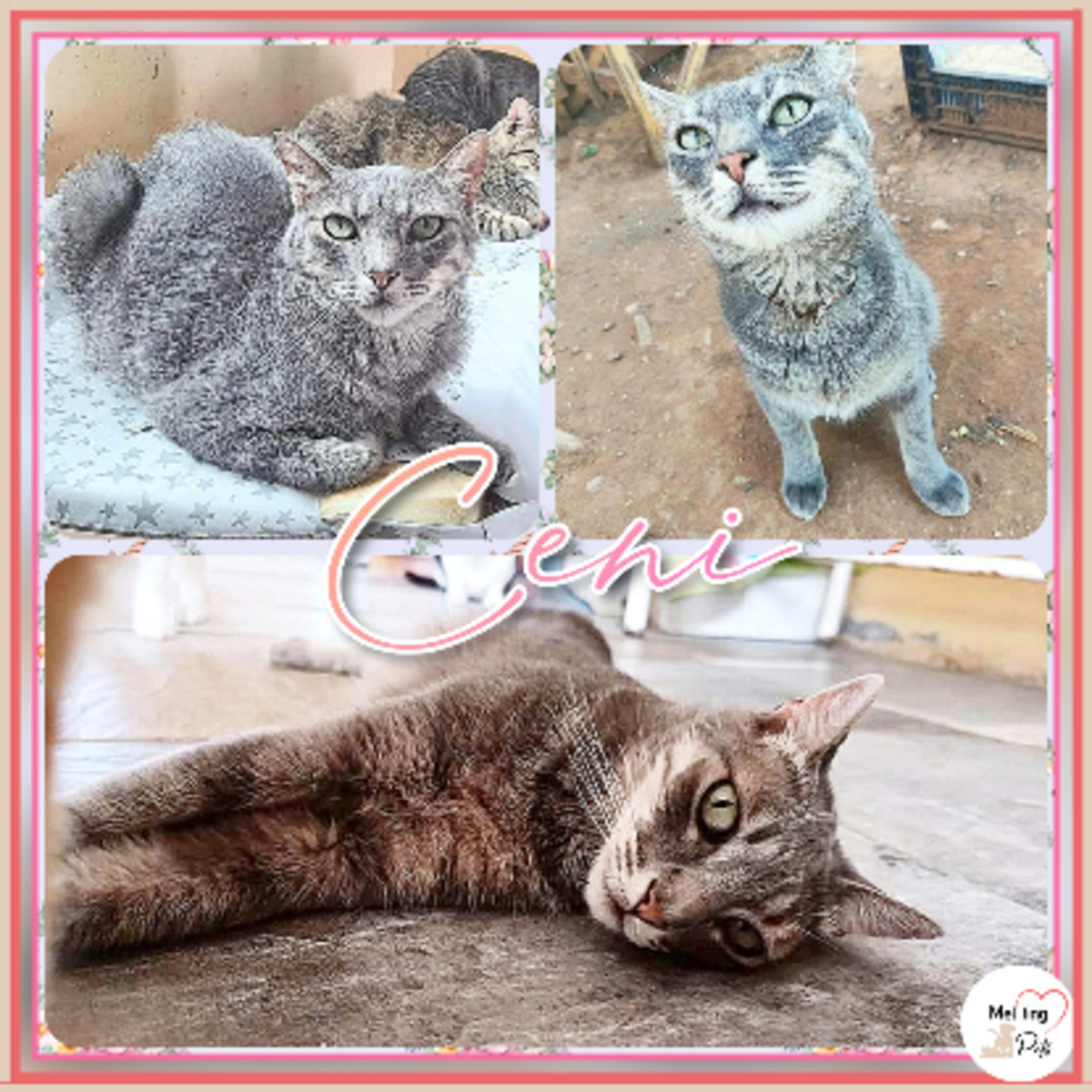 Adoption Ceni