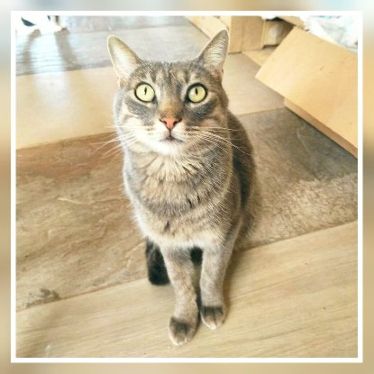 Adoption Ceni
