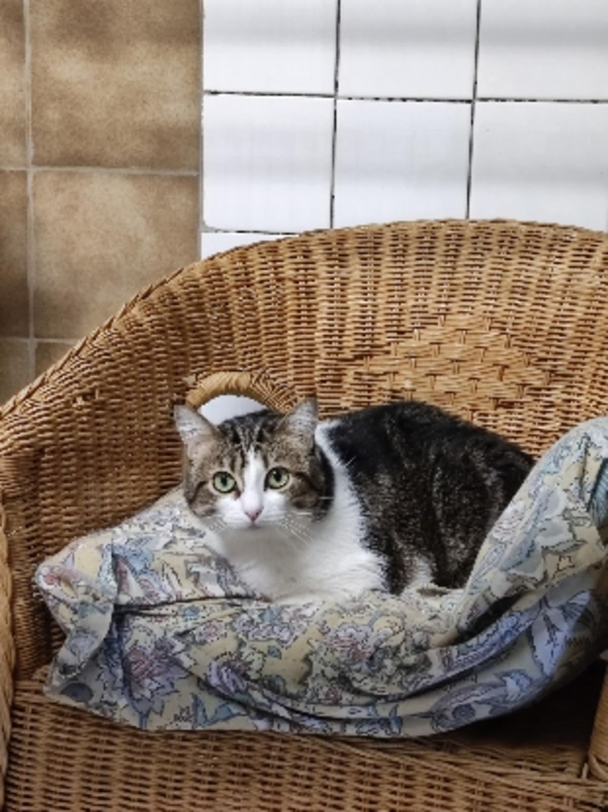 Adoption Cerise