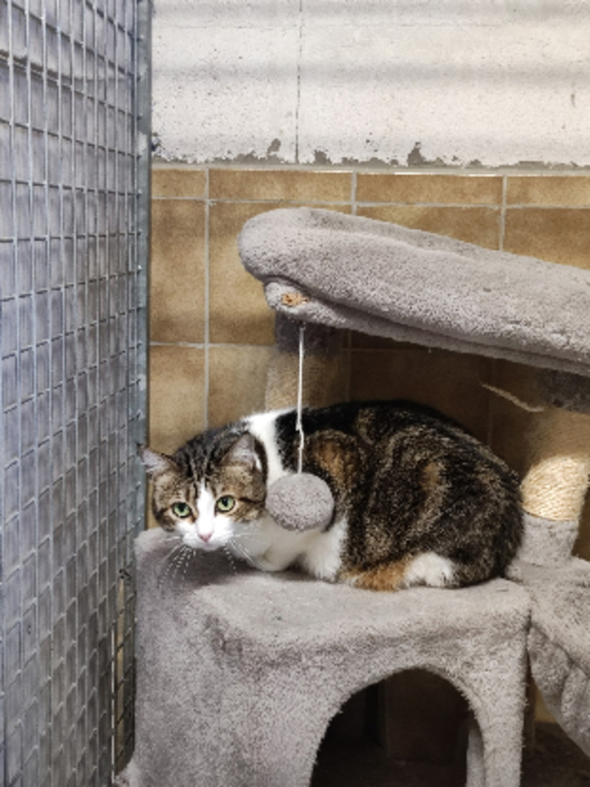 Adoption Cerise