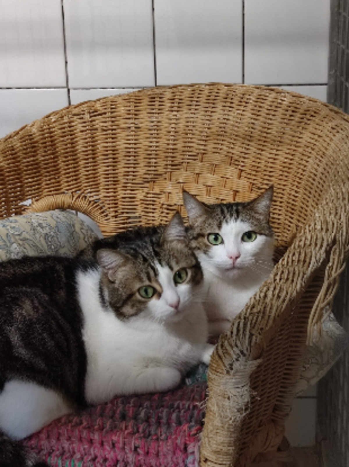 Adoption Cerise