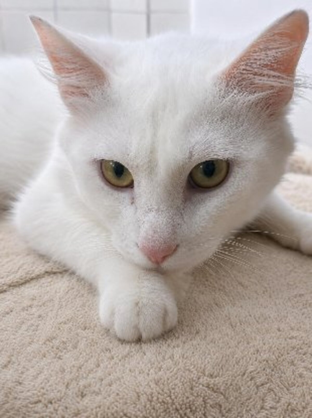 Adoption César