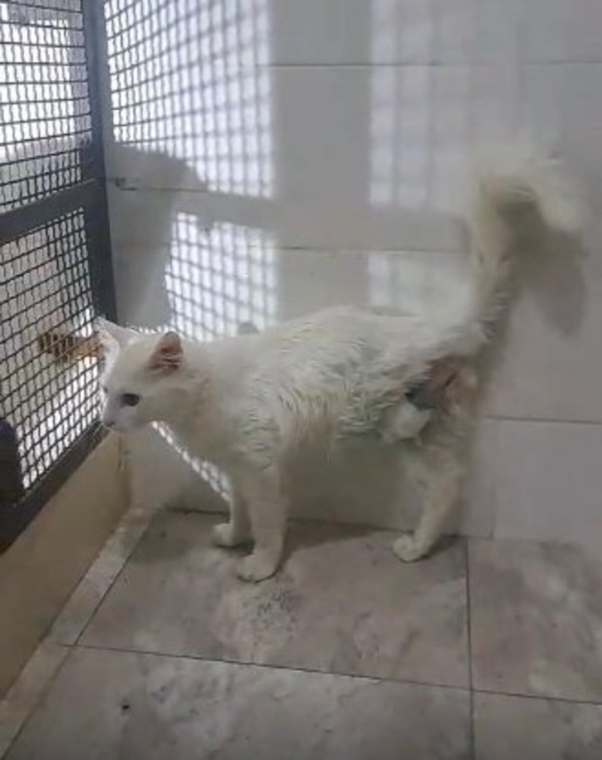 Adoption César