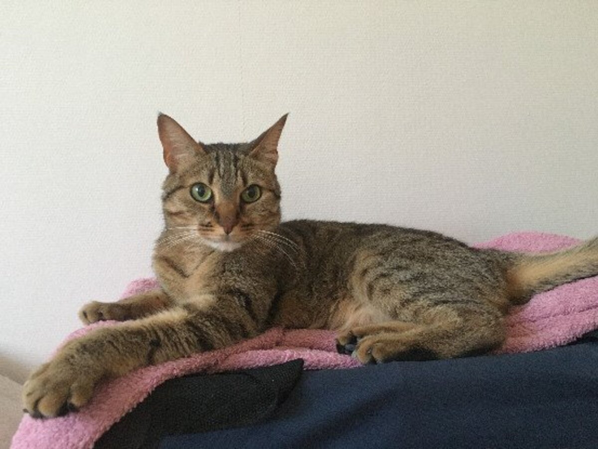 Adoption Chabine