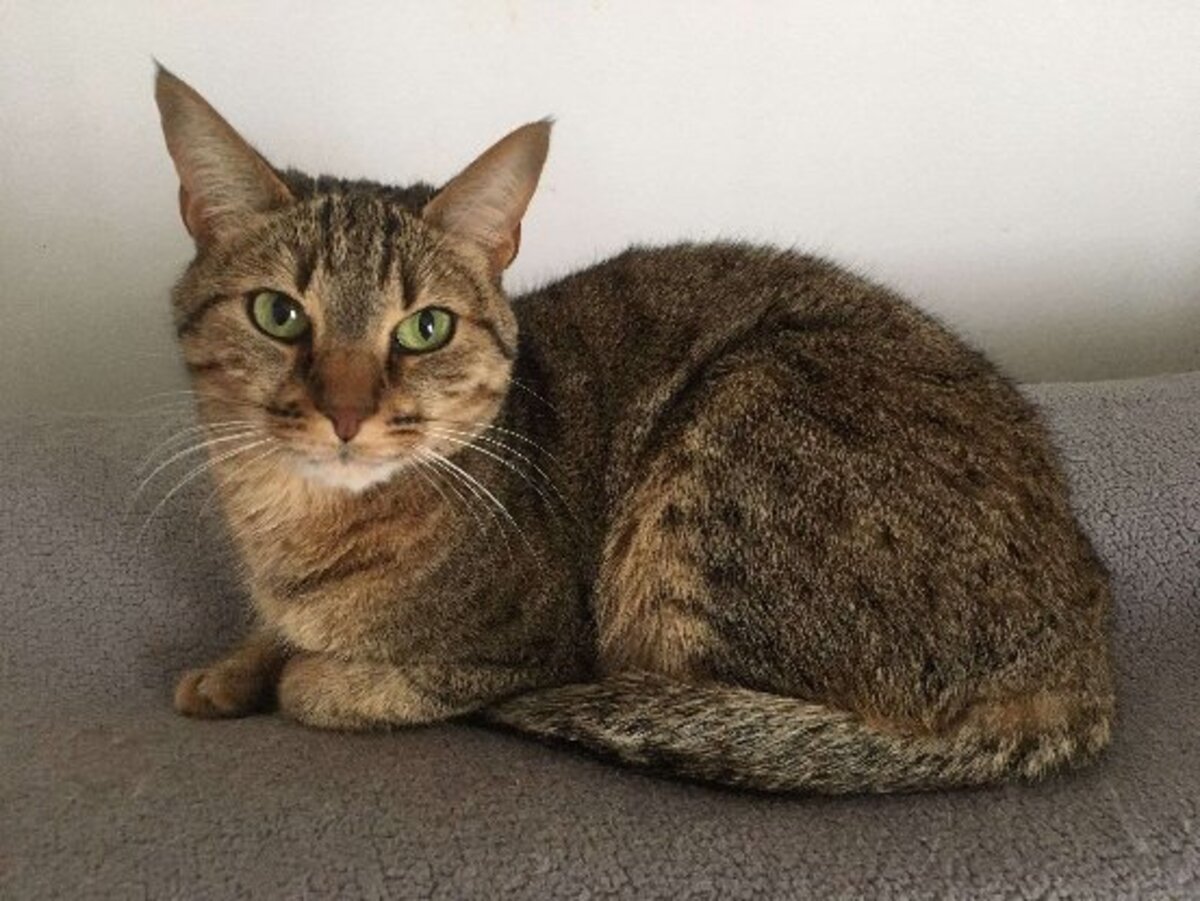 Adoption Chabine