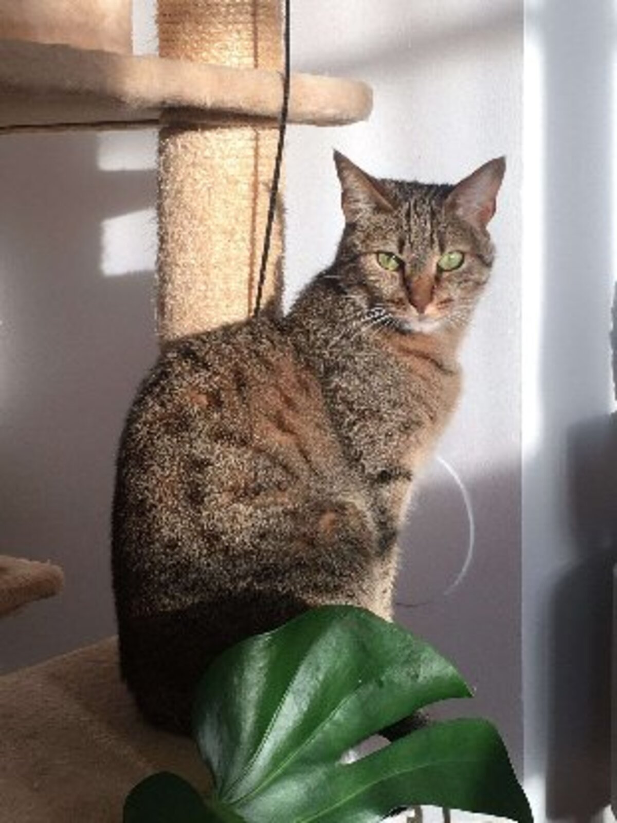 Adoption Chabine