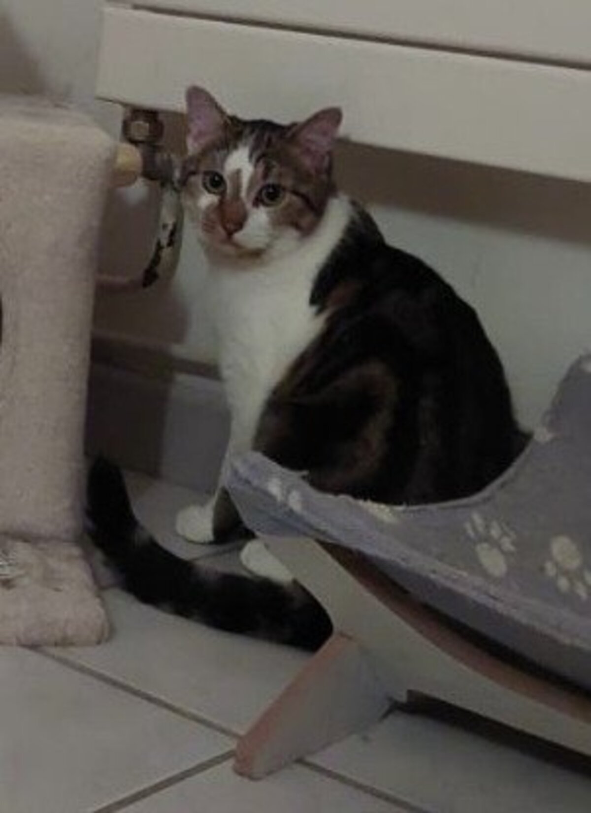 Adoption Chamallow