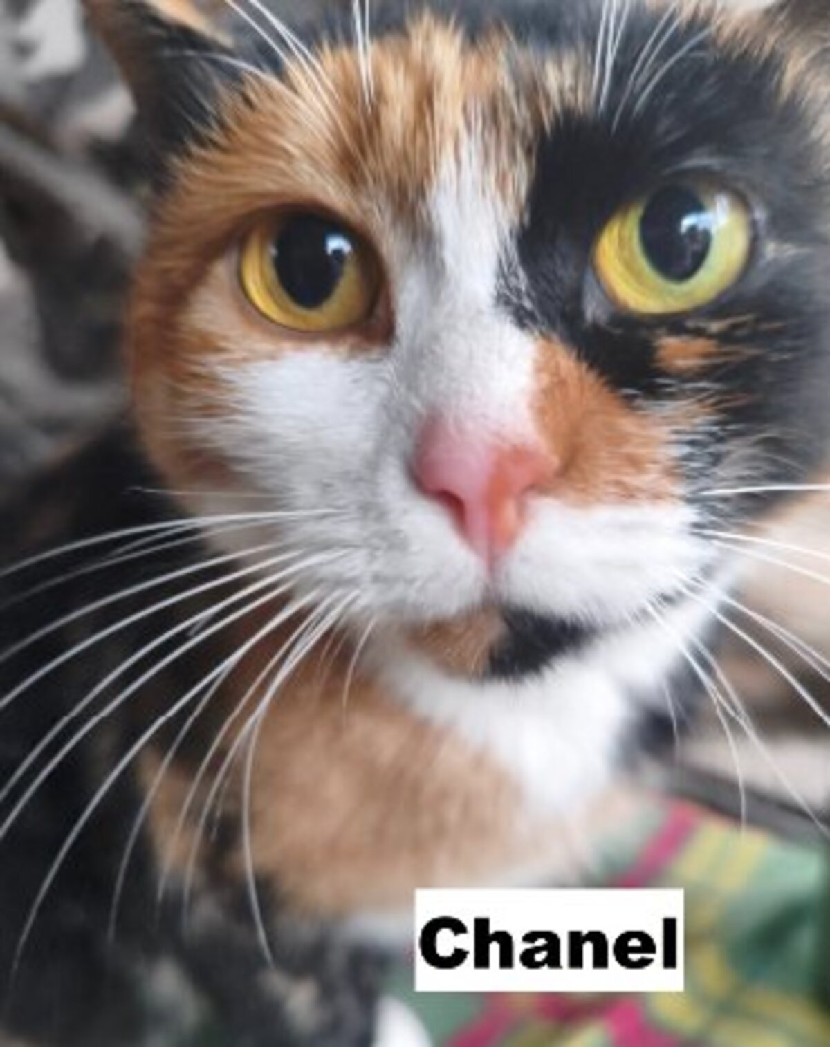 Adoption Chanel
