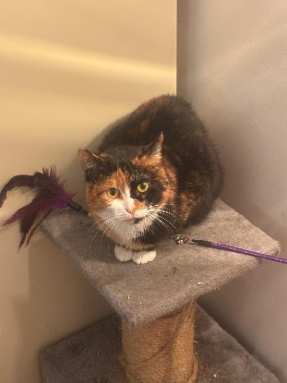 Adoption Chanel