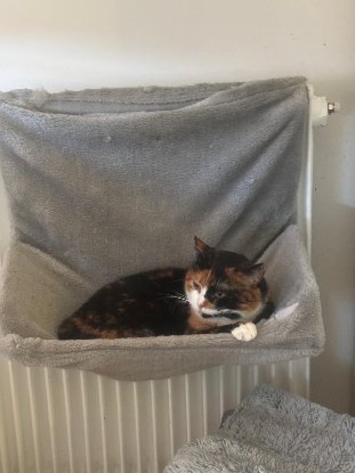 Adoption Chanel