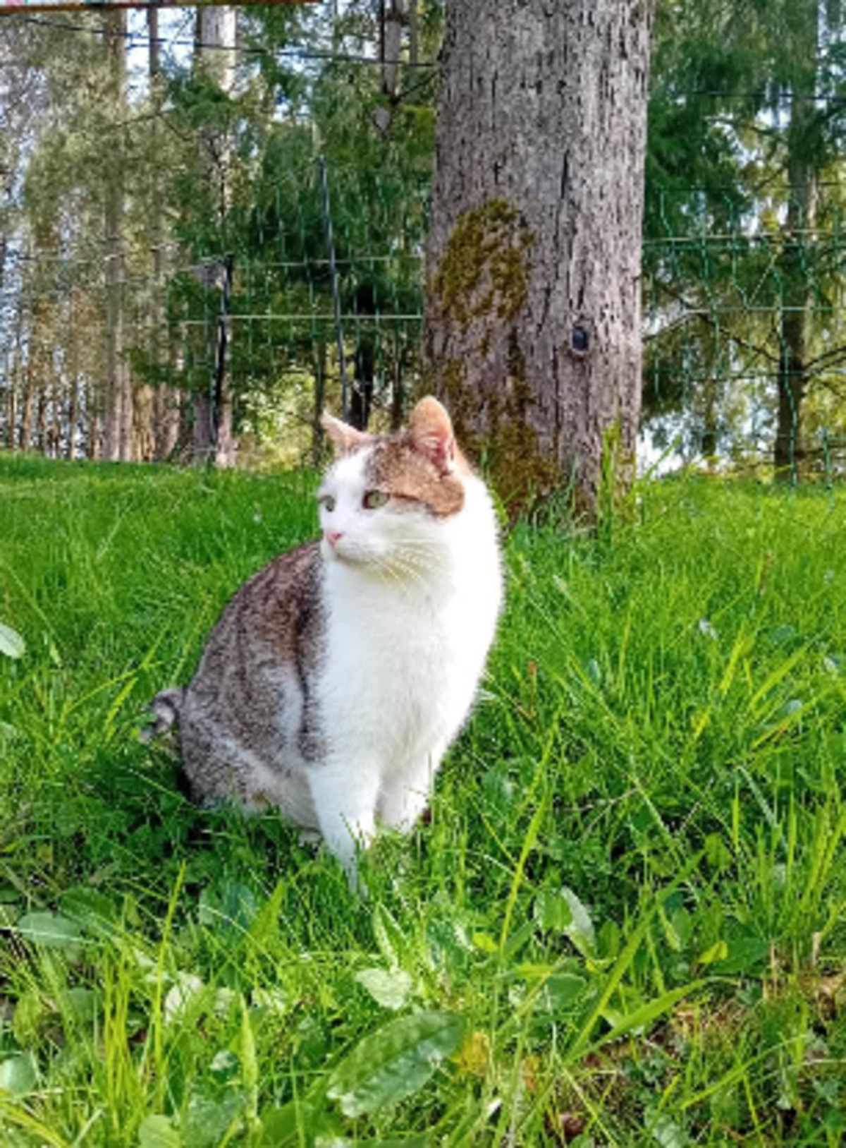 Adoption Chantal
