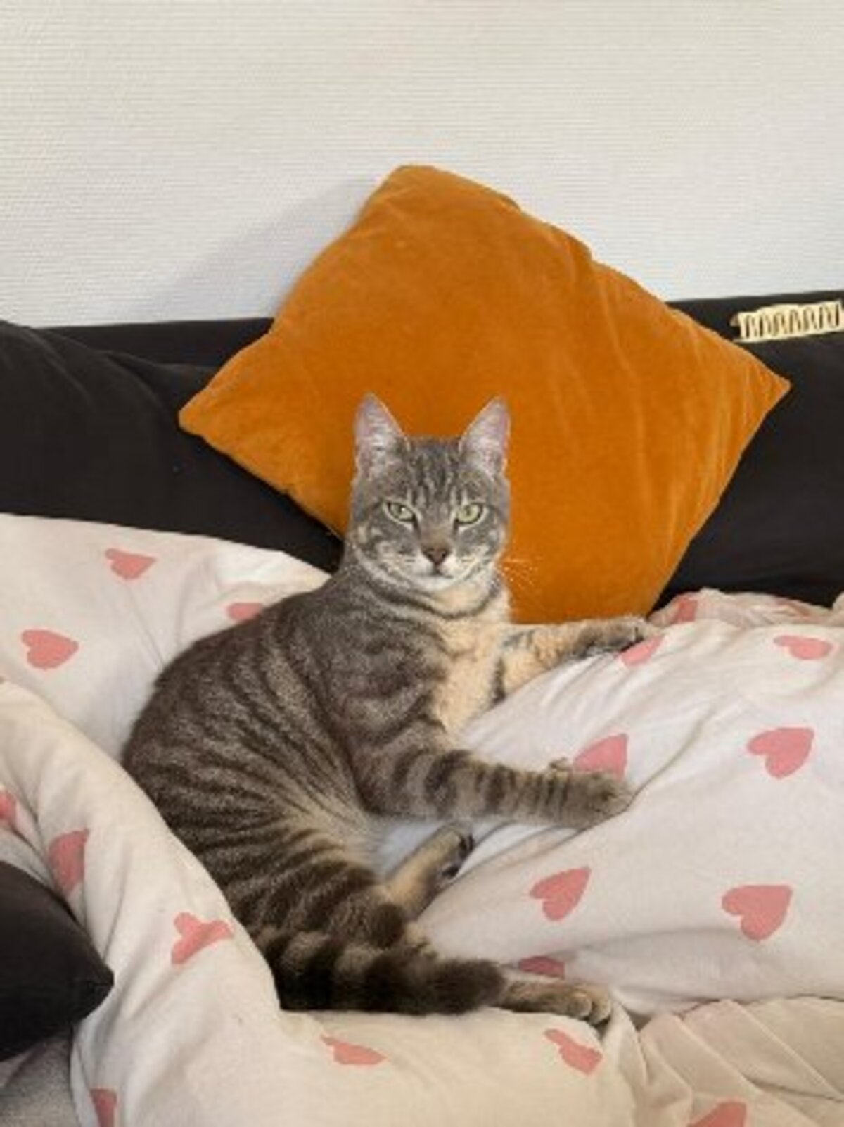 Adoption Charlie