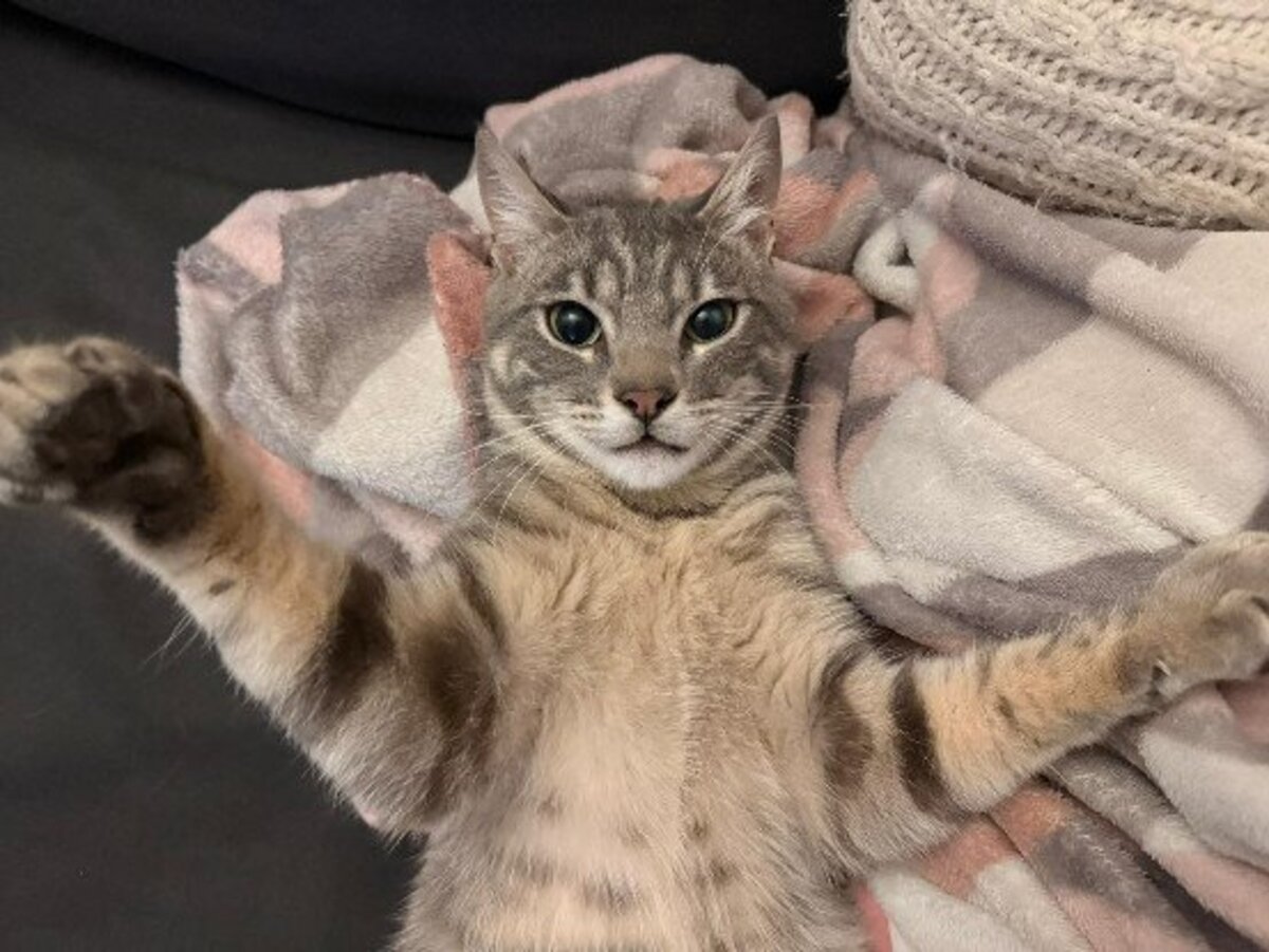 Adoption Charlie
