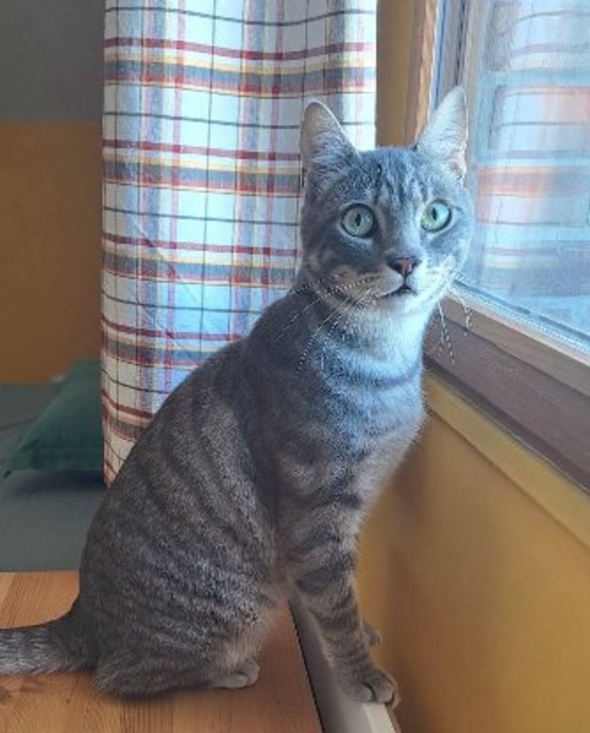 Adoption Charlie