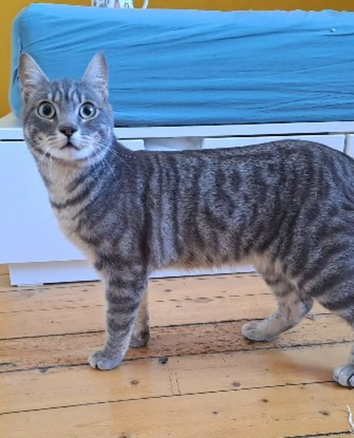 Adoption Charlie