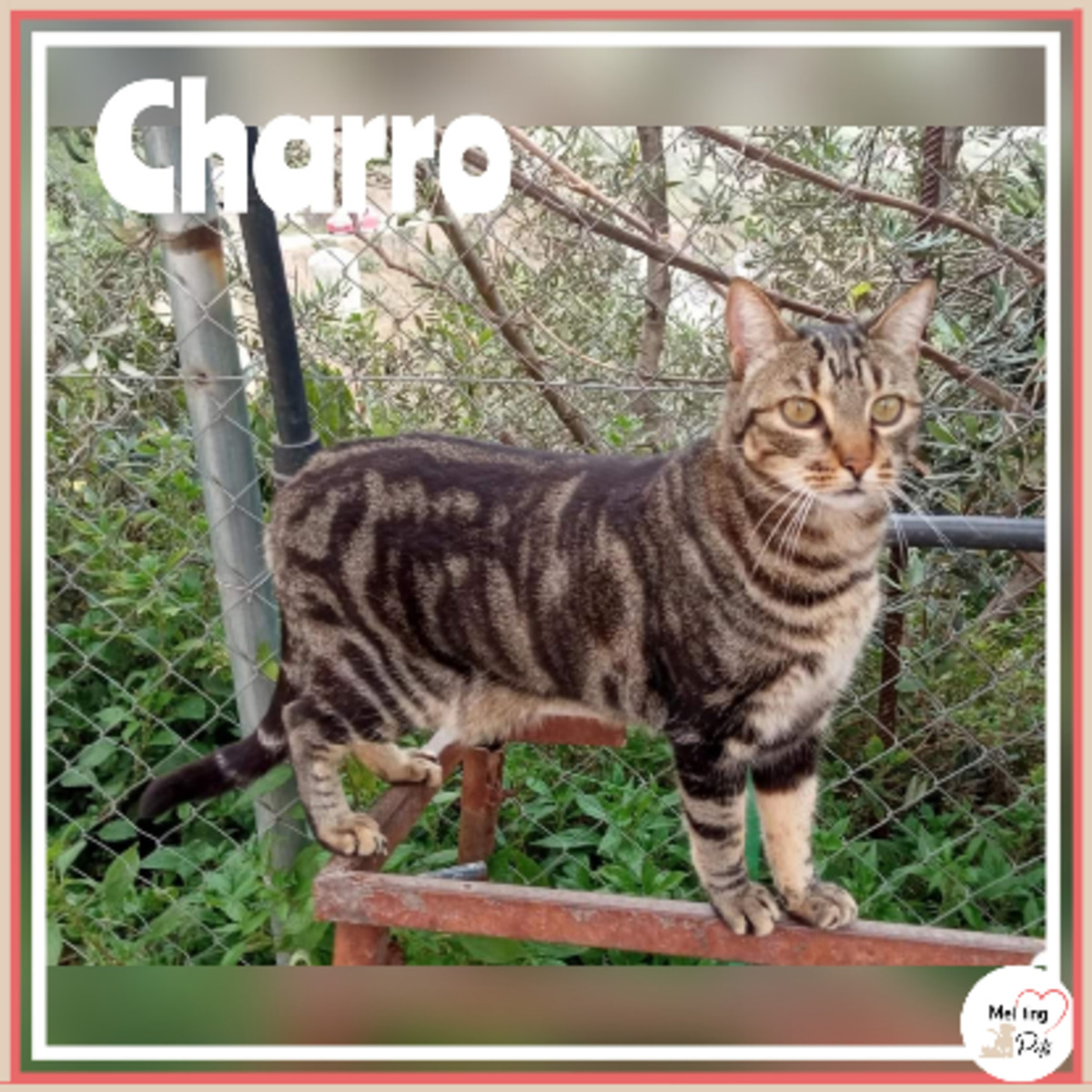 Adoption Charro