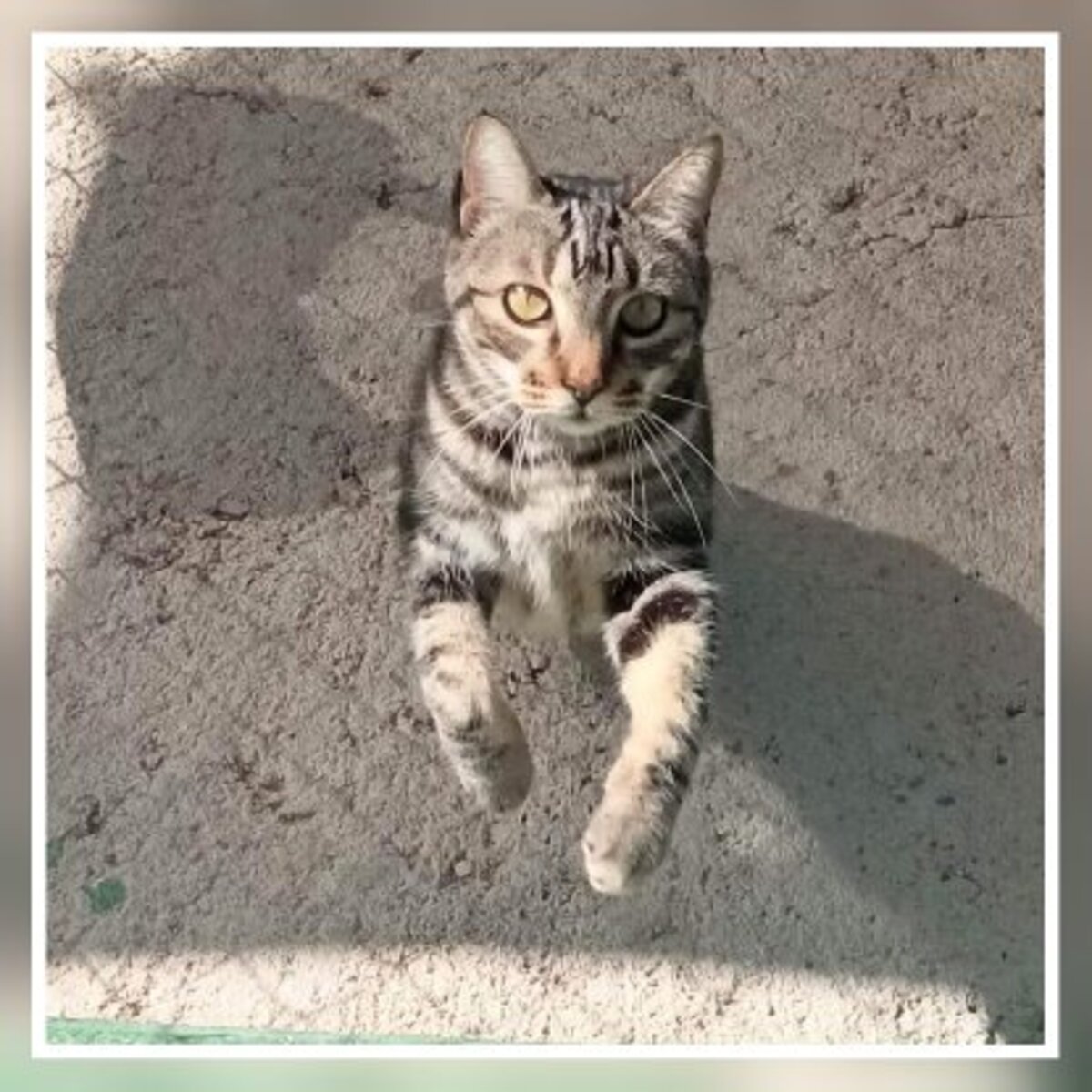 Adoption Charro