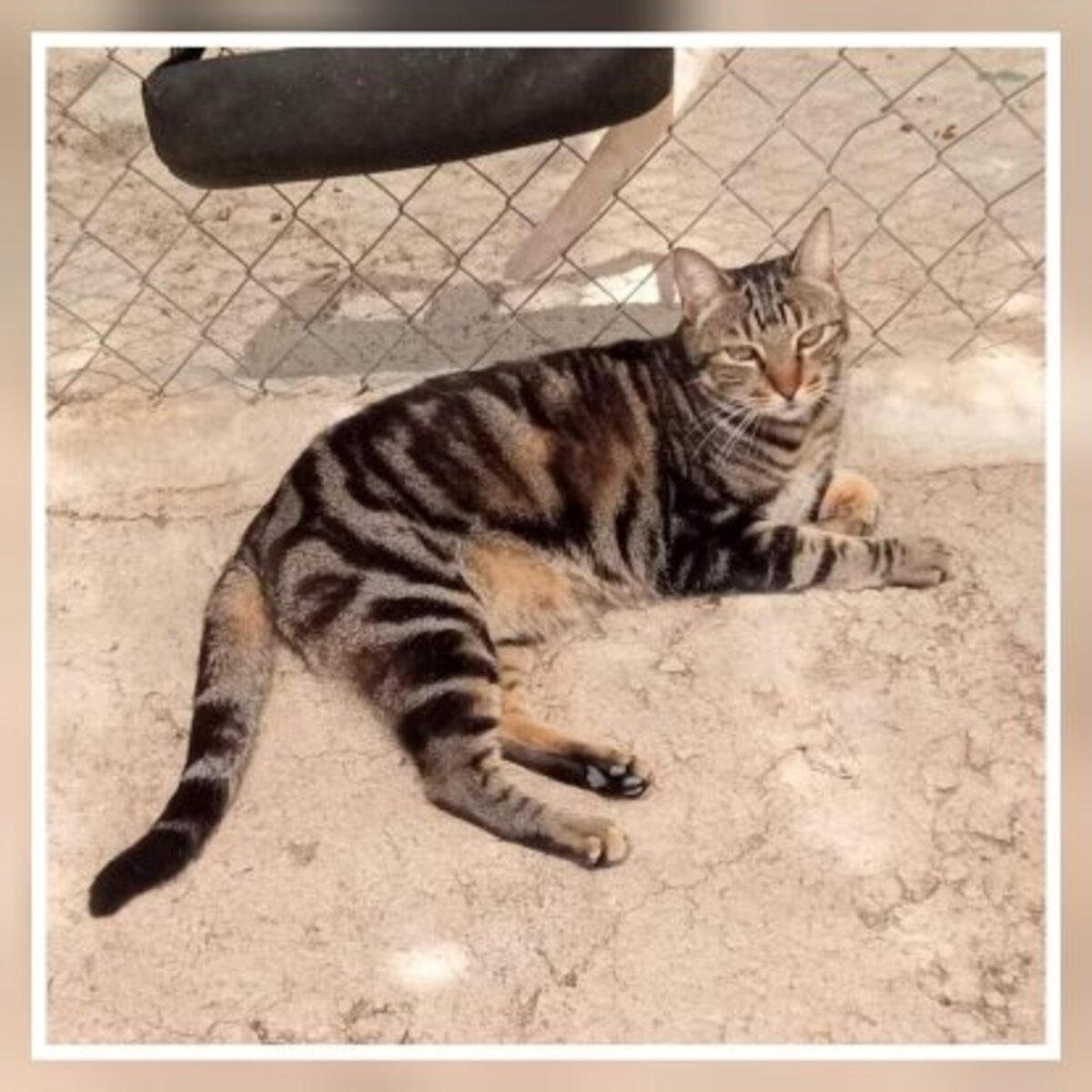 Adoption Charro