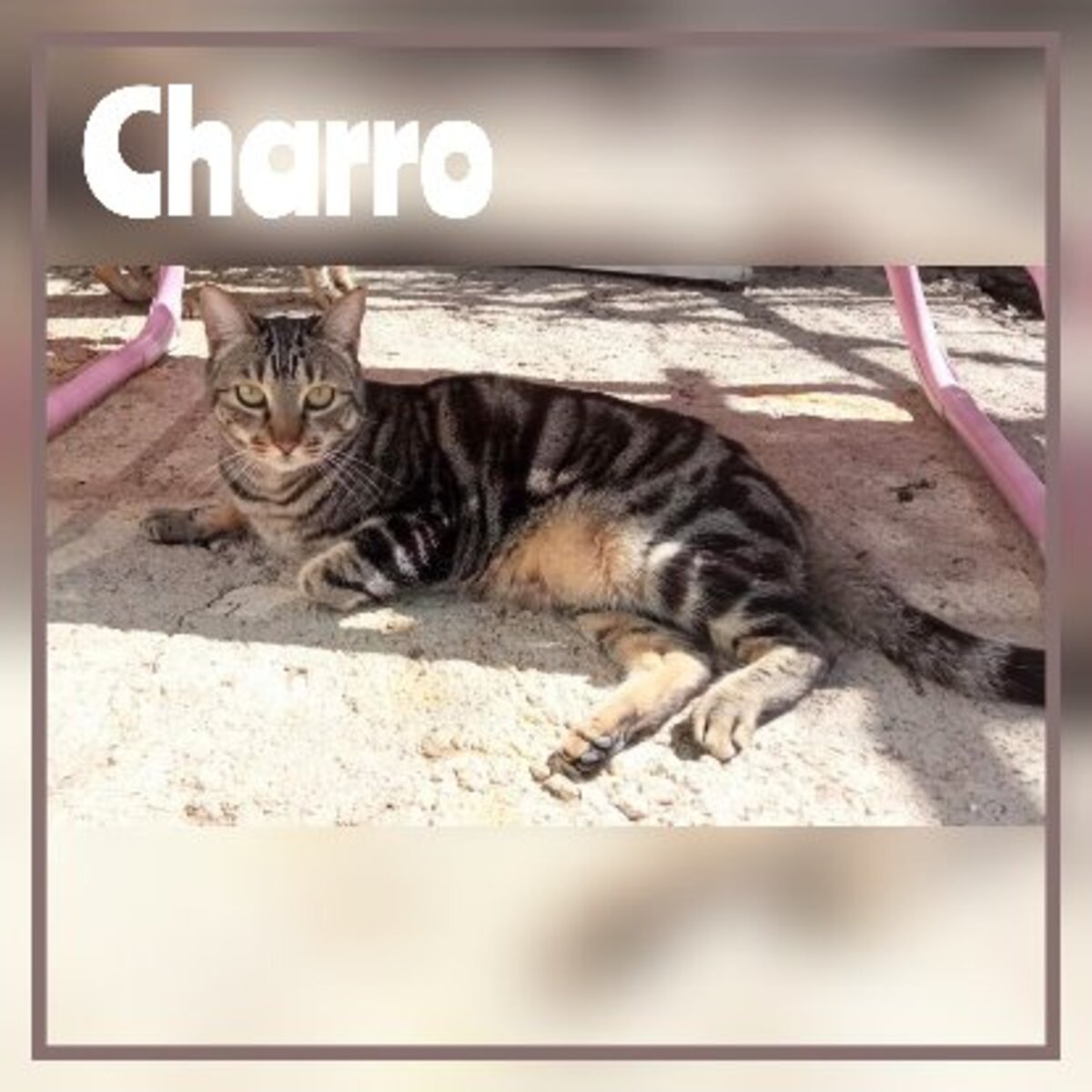 Adoption Charro