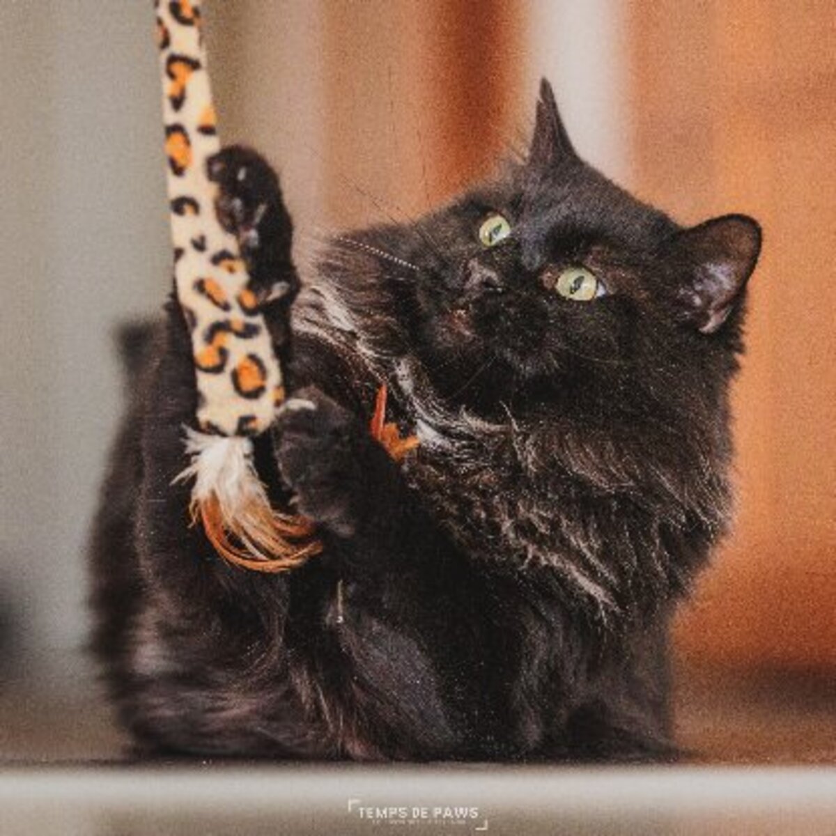 Adoption Chasticot