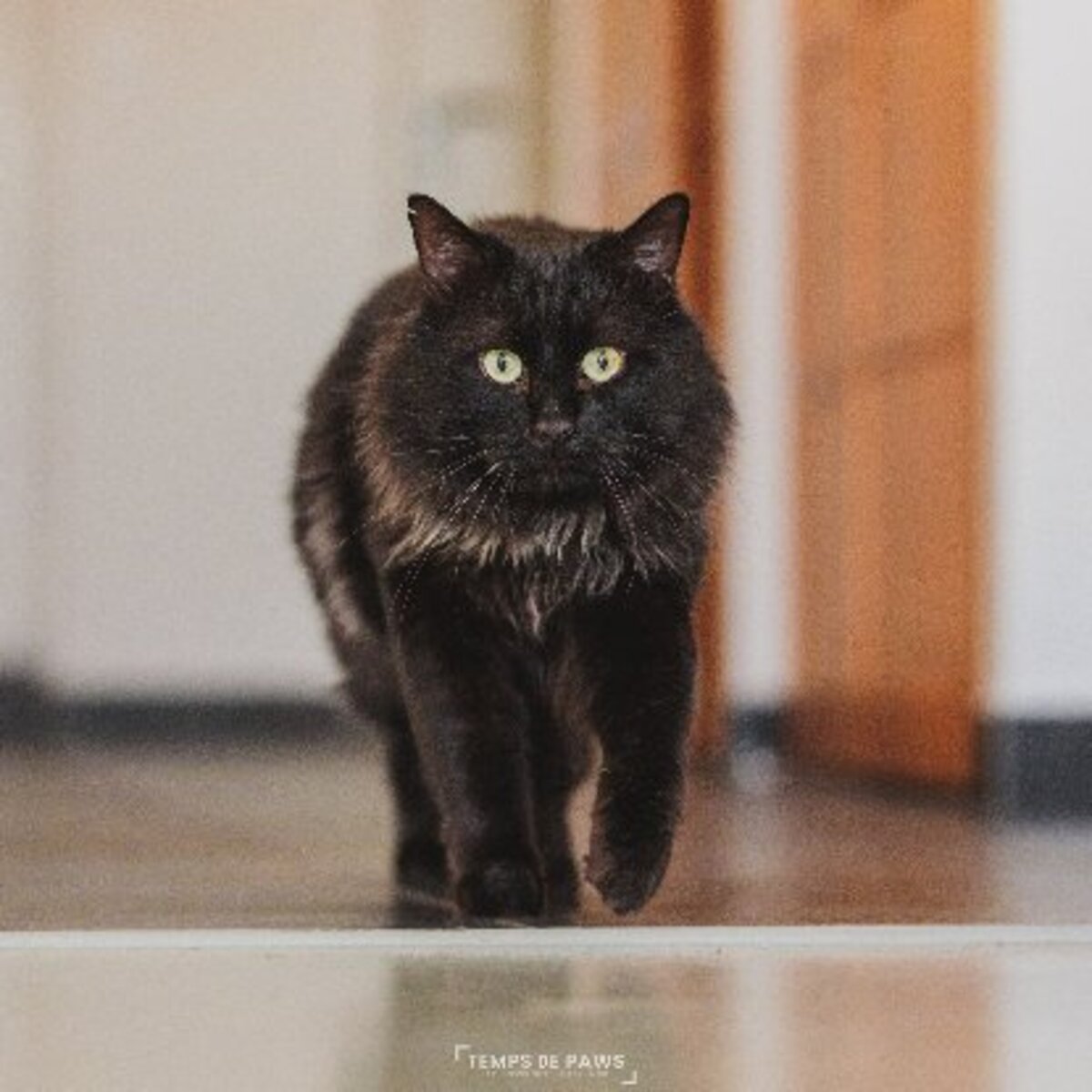 Adoption Chasticot