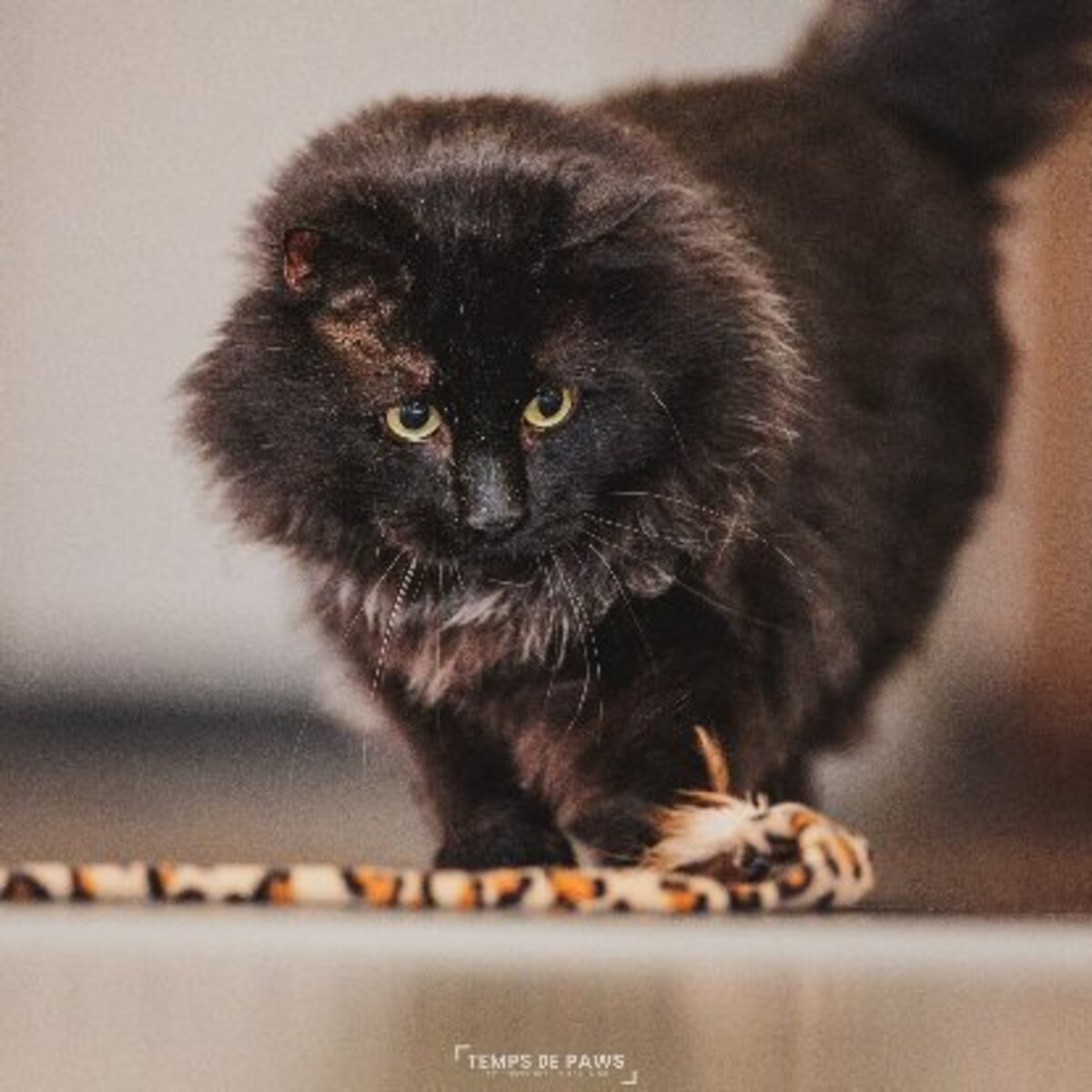 Adoption Chasticot