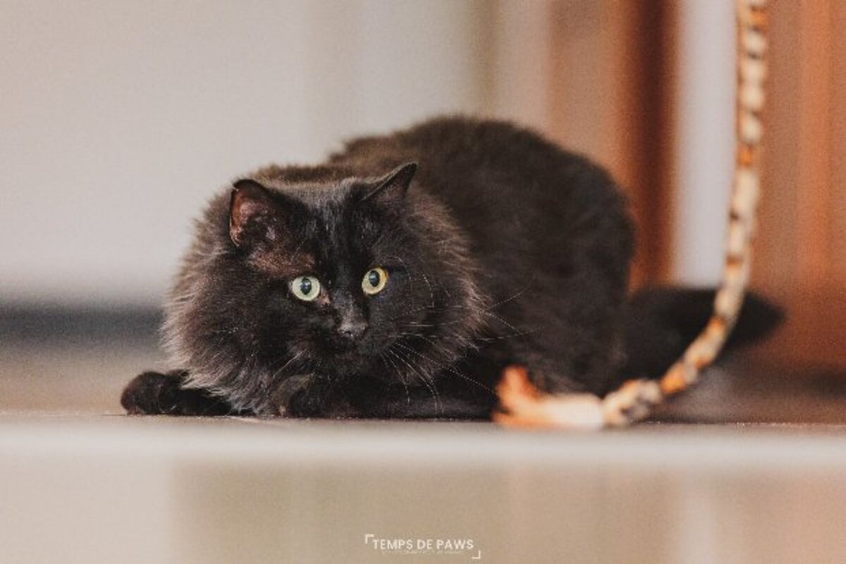 Adoption Chasticot