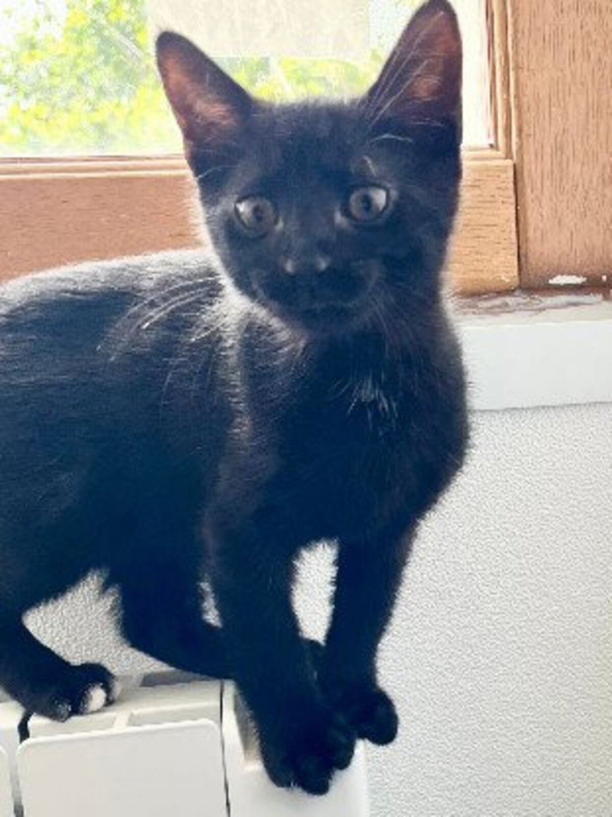 Adoption Chaussette