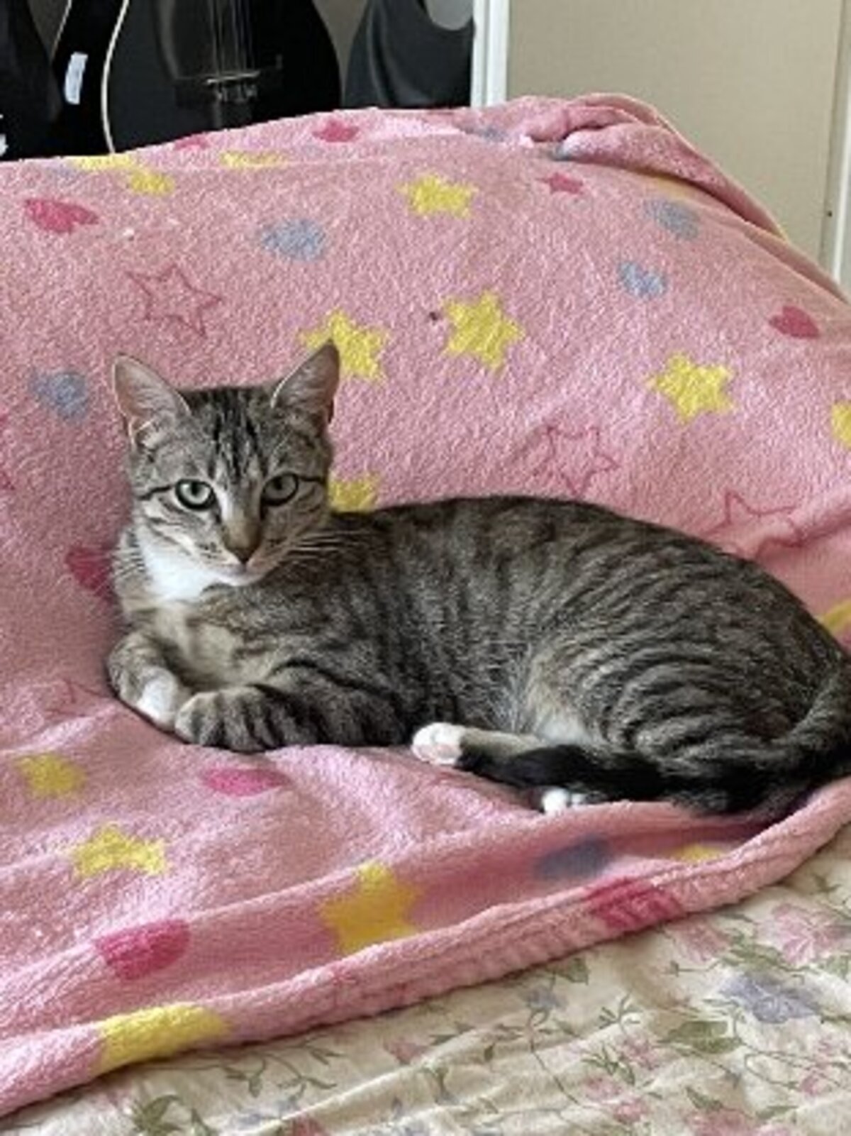 Adoption Chaussette