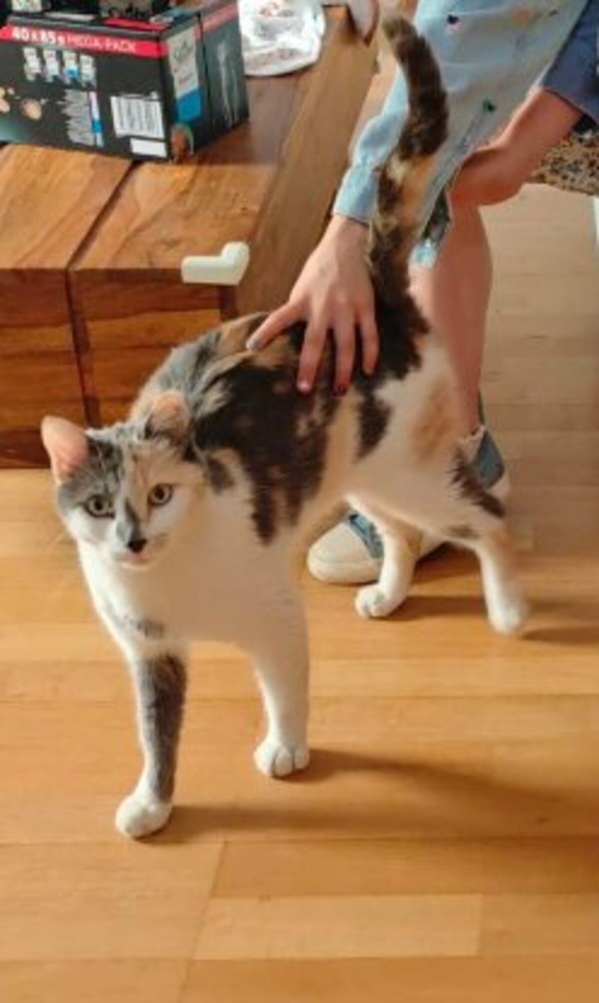 Adoption Cherry
