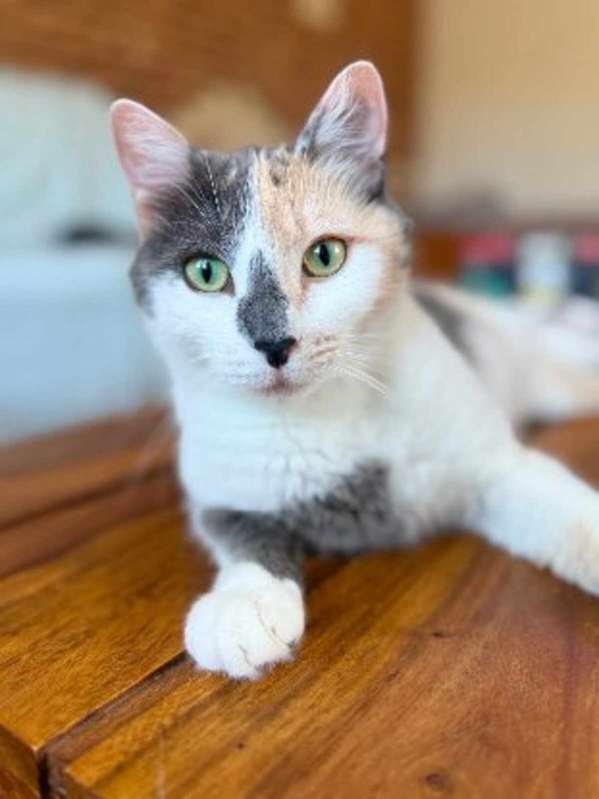 Adoption Cherry