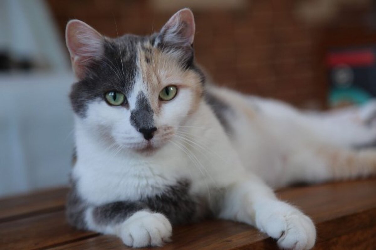 Adoption Cherry