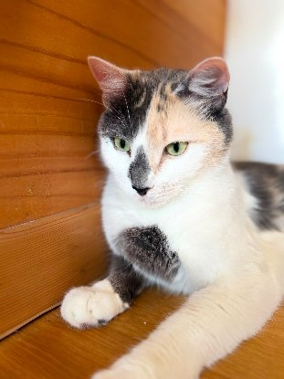 Adoption Cherry