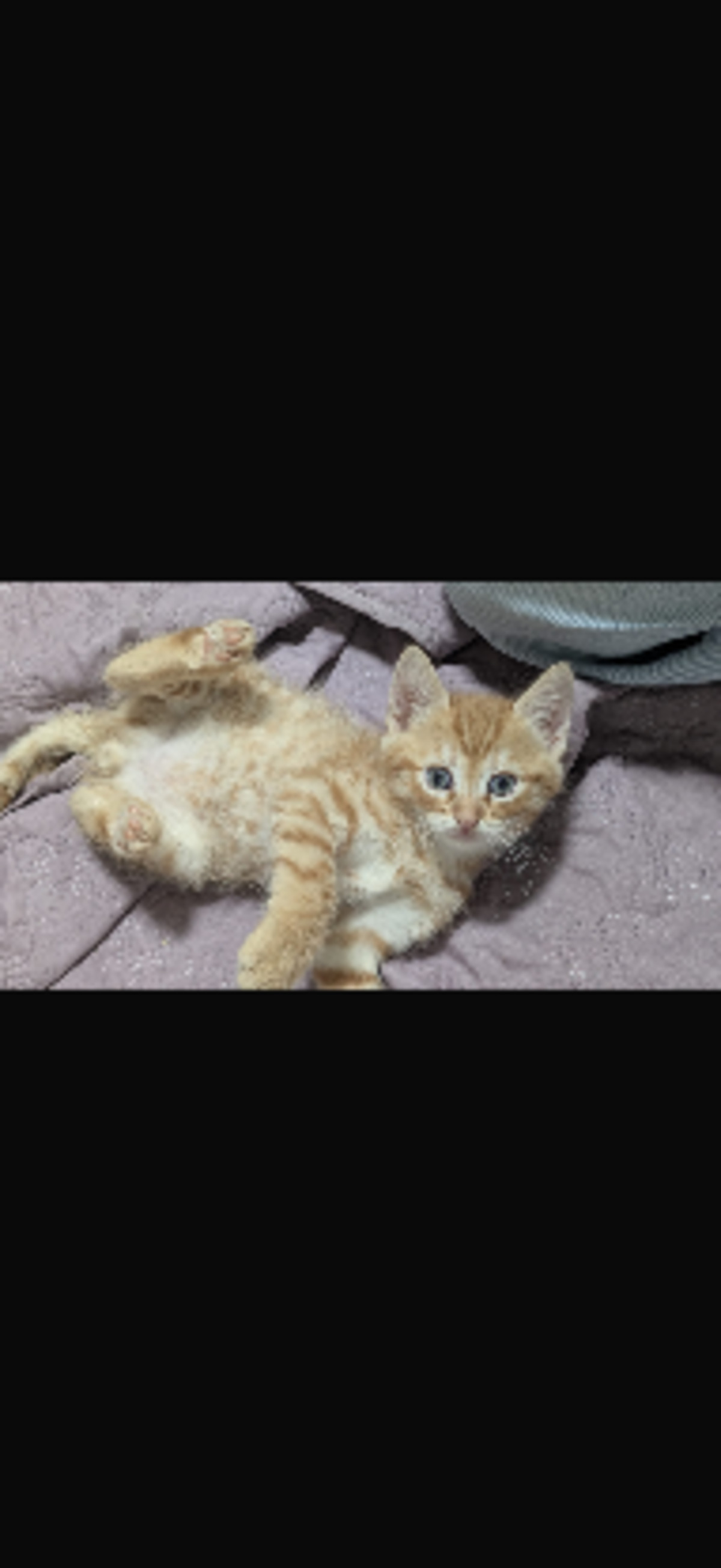 Adoption Chewie
